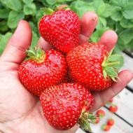 Саженец Клубника садовая (клубника) Чудо света в контейнере